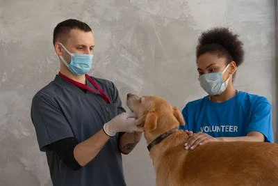 Veterinary Surgeries 2 Communication solutions for Veterinary Surgeries and Pet care services